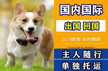 长春宠物托运公司长春宠物托运公司长春宠物托运公司
