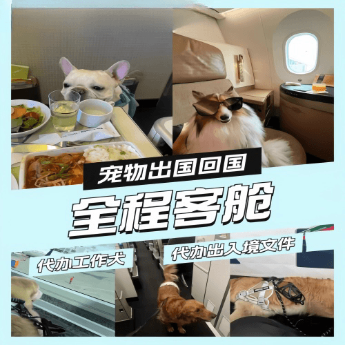 长春宠物托运到白俄罗斯宠物入境规定和要求